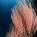 whip_sea_sr_kb_v_0022_png0570.jpg